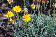 Euryops othonnoides