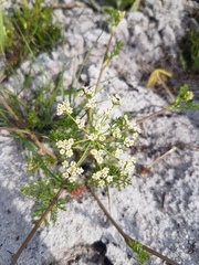 Dasispermum hispidum