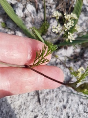Dasispermum hispidum