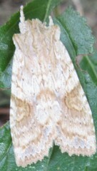 Lithophane bethunei