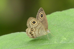 Ypthima baldus