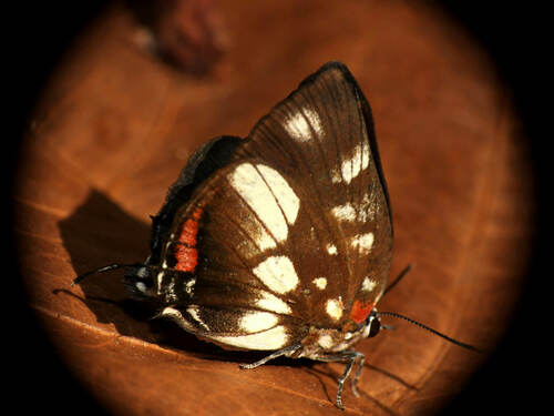 Panthiades boreas
