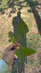 Quercus muehlenbergii