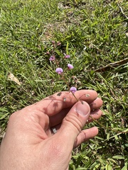 Desmodium ciliare