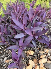 Tradescantia pallida
