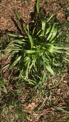 Plantago lanceolata