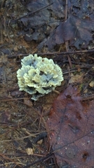 Thelephora