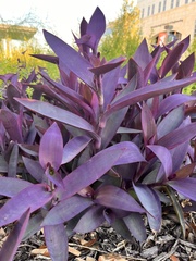 Tradescantia pallida