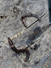 Lumbricus terrestris