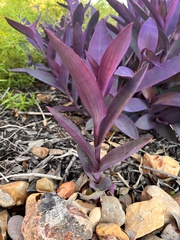 Tradescantia pallida