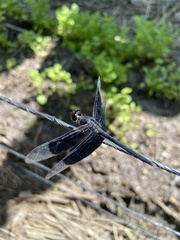 Erythrodiplax funerea