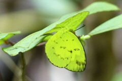 Eurema andersoni