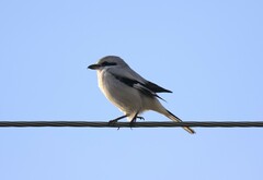 Lanius excubitor