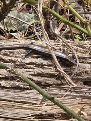 Plestiodon obsoletus