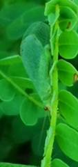 Chrysopa oculata