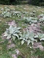 Verbascum thapsus