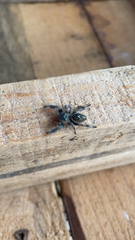 Phidippus audax