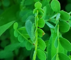 Chrysopa oculata