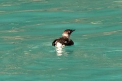 Brachyramphus marmoratus