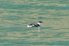 Brachyramphus marmoratus