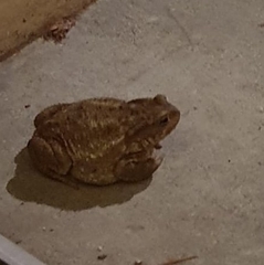 Leptodactylus fallax