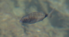 Diplodus sargus