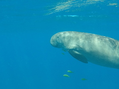 Dugong dugon