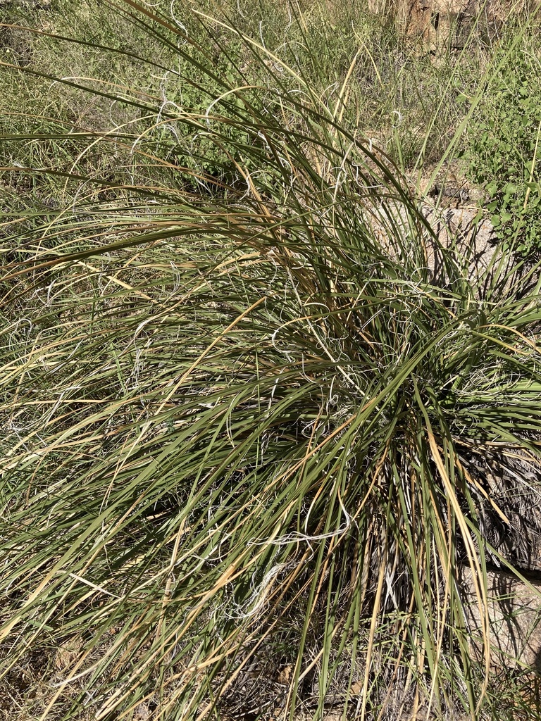 sacahuista from E Granite Gardens Dr, Prescott, AZ, US on September 15 ...