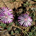 Lampranthus peacockiae - Photo (c) Corrie du Toit, μερικά δικαιώματα διατηρούνται (CC BY-NC), uploaded by Corrie du Toit