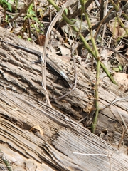 Plestiodon obsoletus
