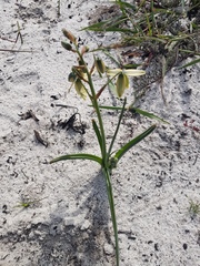 Albuca