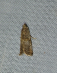 Acrobasis caryae
