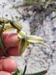 Albuca