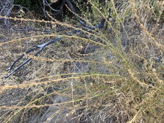 Sairocarpus