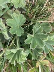 Alchemilla