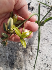 Albuca