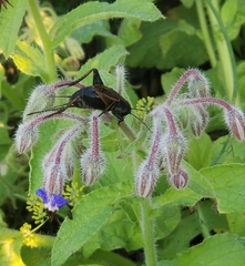 Gryllus pennsylvanicus