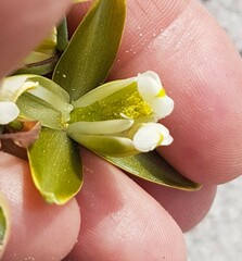 Albuca