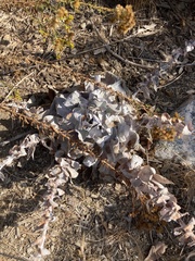 Dudleya pulverulenta