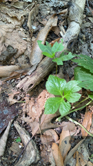 Cryptotaenia canadensis