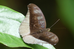 Tanaecia cocytus