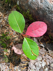 Viburnum