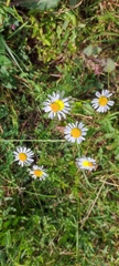Tripleurospermum inodorum