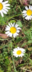 Tripleurospermum inodorum