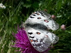Parnassius phoebus
