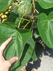 Paulownia tomentosa
