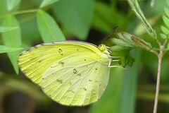 Eurema hecabe