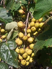 Paulownia tomentosa