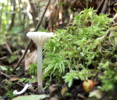 Cuphophyllus virgineus