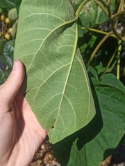 Paulownia tomentosa